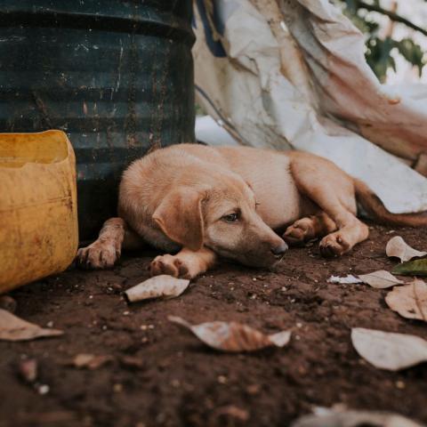 Solo en la ciudad de Aguascalientes hay 300 mil animales en situación de calle