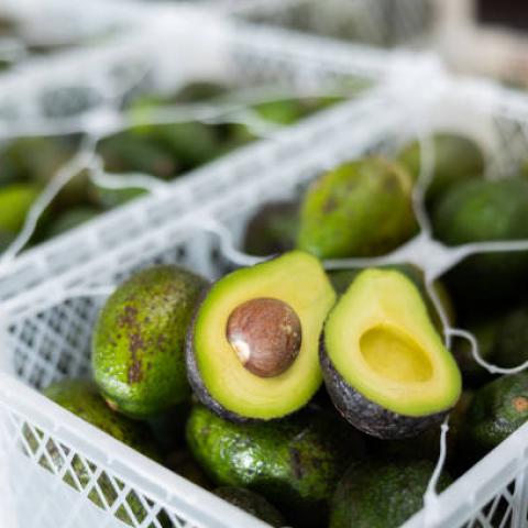 Aumenta exportación de aguacate de Jalisco para satisfacer la demanda del Super Bowl