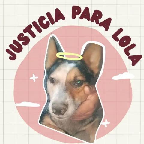 “Que se castigue a los que están dañando a los animalitos”, pide familia de la perrita Lola
