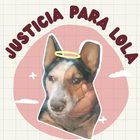 “Que no quede en carpetazo el caso de Lola”,  pide asociación Ángeles con Patitas