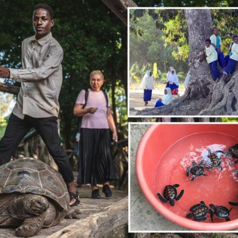 carne de tortuga