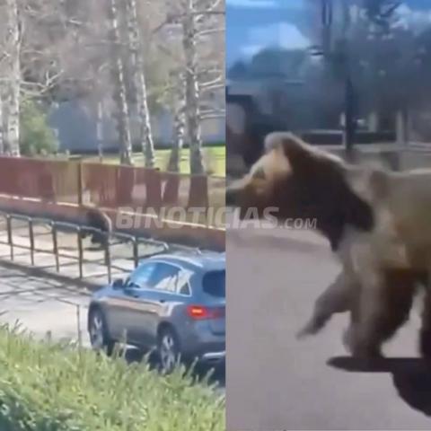  El Ministerio de Medio Ambiente del país busca reclasificar al oso de categoría de fauna silvestre protegida.