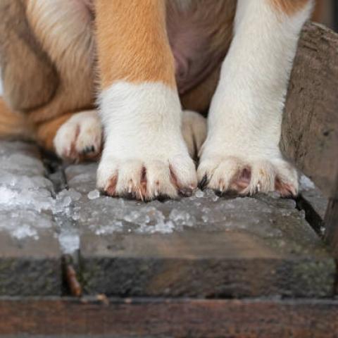 Rescata Proespa a 20 perritos que eran manipulados para peleas callejeras