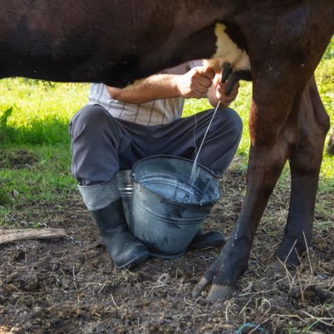 Regulación Sanitaria no recomienda consumir leche bronca