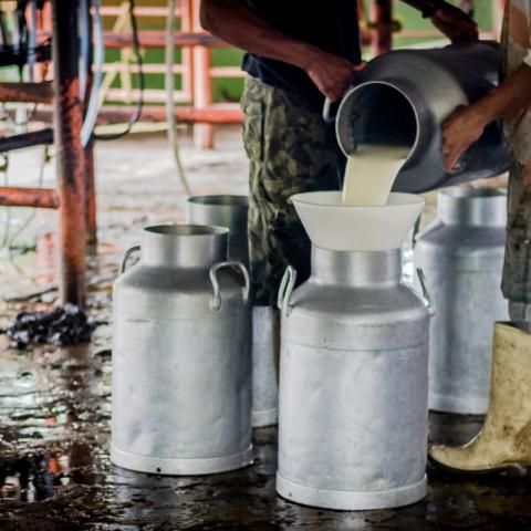 Productores de leche