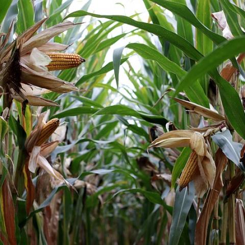 Productores y autoridades de Aguascalientes, en alianza para atender la sequía