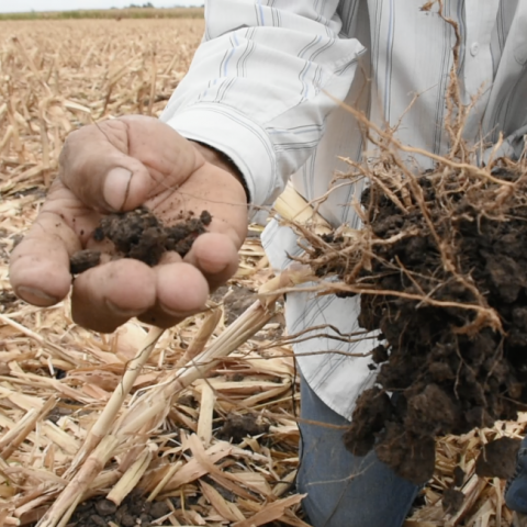 Sequía en el campo (imagen representativa)