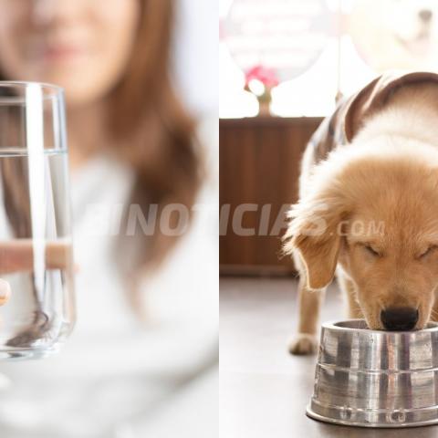 Gobierno de CDMX advierte: agua de la Benito Juárez no es apta para personas ni para mascotas