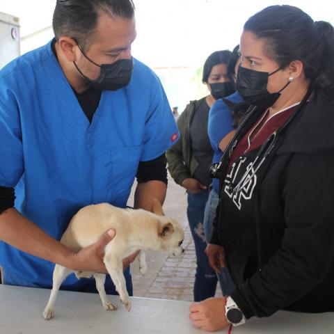 Servicios veterinarios 