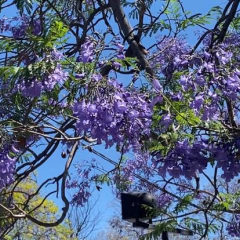 La primavera tiñe las calles de Aguascalientes con el color lila de las Jacarandas