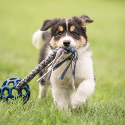 ¡Atención! Refugio para perritos requiere del apoyo de los aguascalentenses