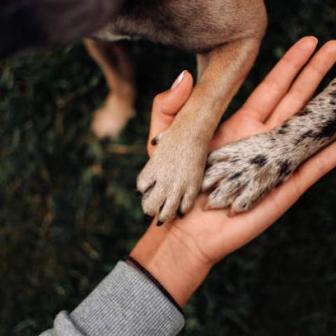 Más de 600 perritos se encuentran en el refugio Esperanza Canina