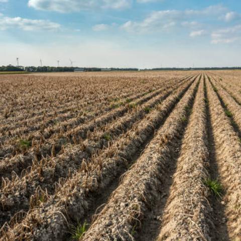 Peligra la producción agrícola ante la sequía presente en el estado