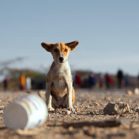 Se vuelve más frecuente el abandono de mascotas