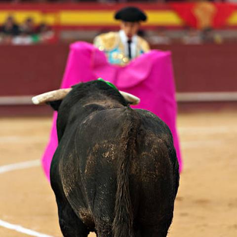 Realizará Fortaleza Animal marcha en contra del maltrato animal