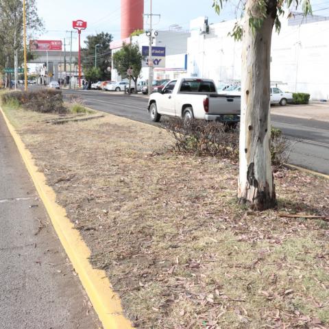 ¡Lamentable!, retiran más de 600 árboles muertos, solo en la capital