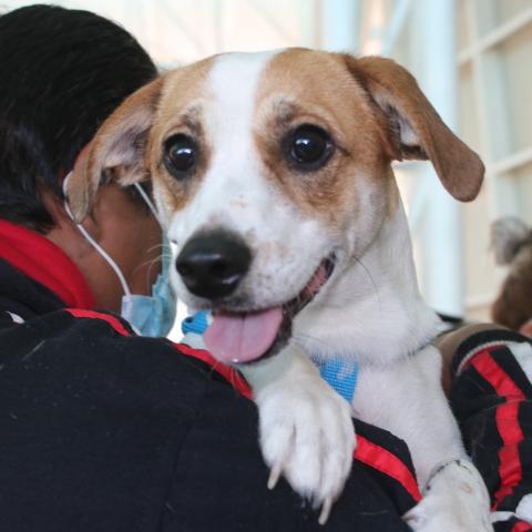 Anuncian más esterilizaciones gratuitas de mascotas; hay que agendar cita