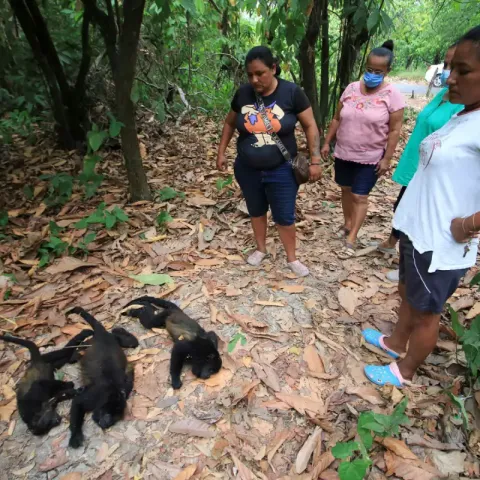 Denuncian la muerte de decenas de monos aulladores por calor extremo en Tabasco y Chiapas