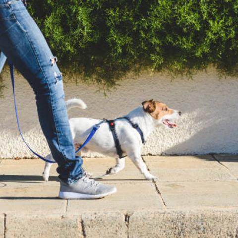 Cuidados indispensables para pasear a mascotas en temporada de calor