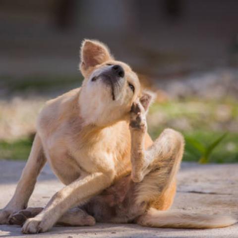 ¡Cuidado con las pulgas y las garrapatas! En temporada de calor las mascotas son más vulnerables a estos bichos