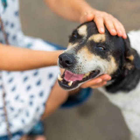 Refugio para animales responde ante petición de “hacer más” por animales en situación de calle