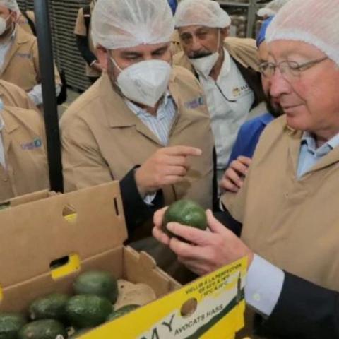 Michoacán reinicia la certificación de aguacate y mango 