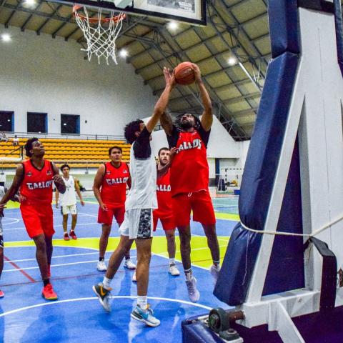 GALLOS PRETEMPORADA