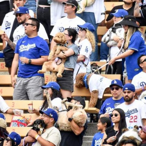 DODGERS PERRITOS