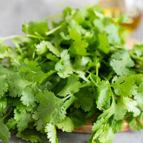 El precio del cilantro se dispara entre los 100 y 120 pesos por manojo