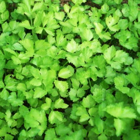 Incrementa precio del cilantro hasta un 70%, aseguran desde el Centro Comercial Agropecuario