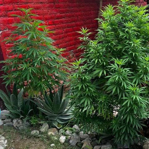 marihuana