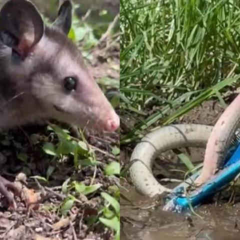 Aumentan reportes por presencia de animales silvestres en Aguascalientes