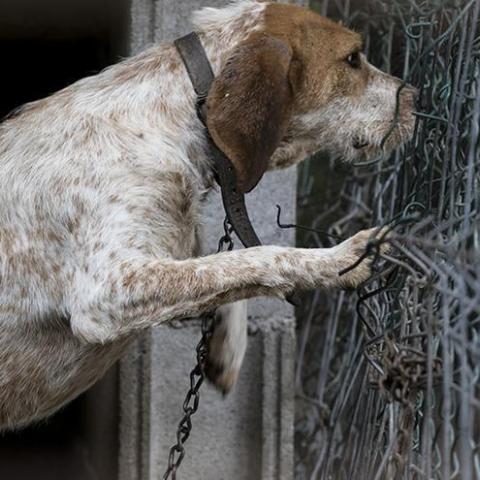 Perro aislado