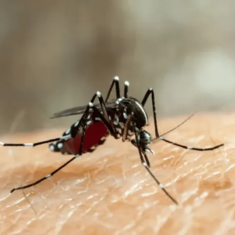 Dengue