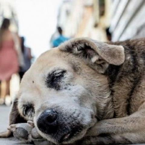 Perros en situación de calle