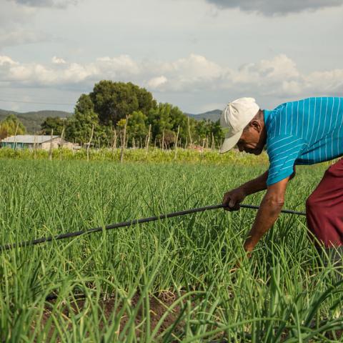 Cultivos en el campo