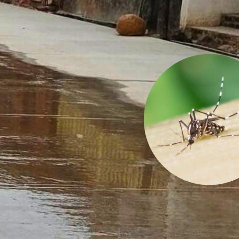 Tinacos sin tapa, albercas sin limpiar, llantas con agua de lluvia e incluso floreros: lugares de riesgo