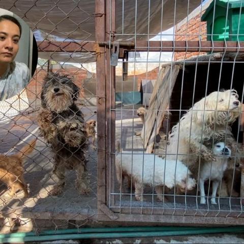 Laura Cardona: incansable rescatista que dedica su vida a dar una segunda oportunidad a los animales