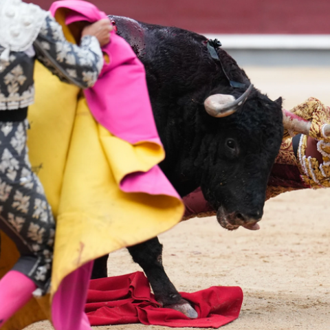 Corridas de toros