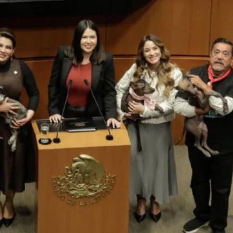 Senado aprueba por unanimidad la reforma para la protección de animales.