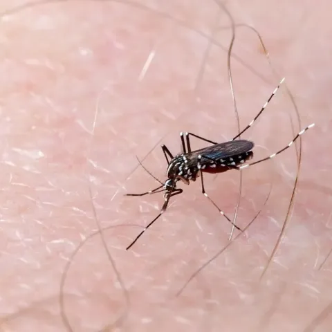 Dengue en el estado