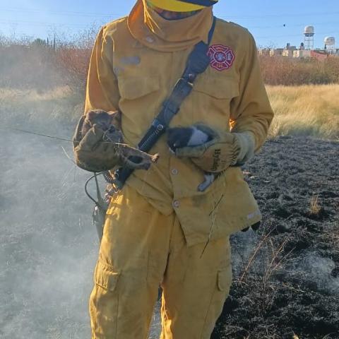 Bomberos rescatan a gatitos