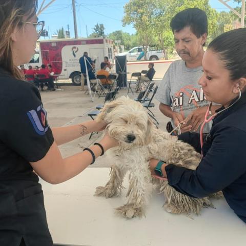 Atención de perros