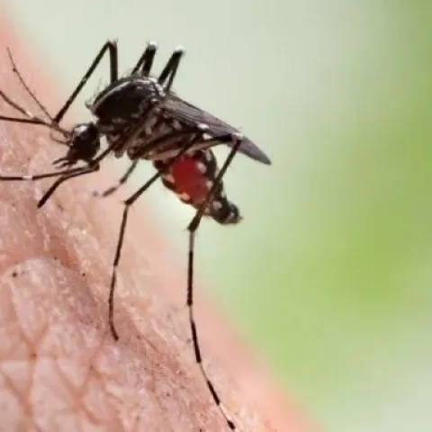 Zancudos del dengue