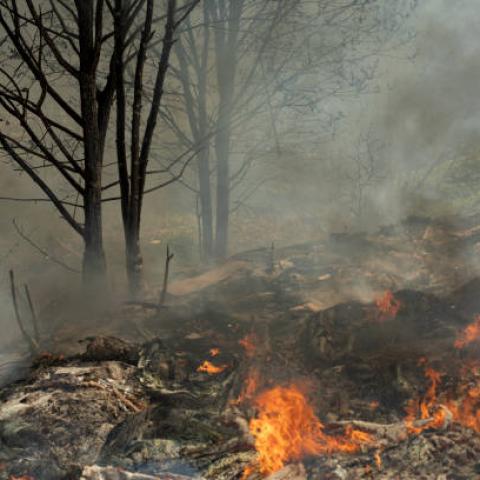 Hay de 10 a 30 incendios forestales al día en la capital