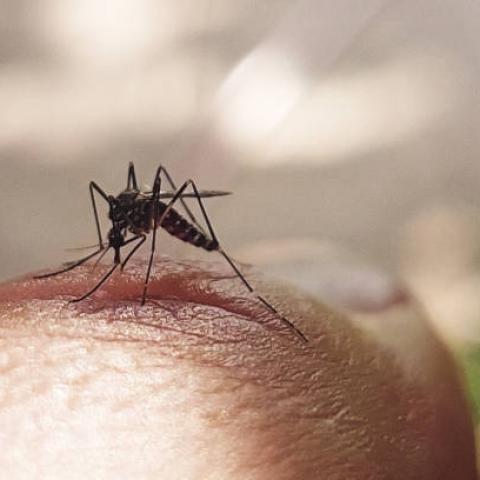 Comienzan a disminuir casos de dengue por temporada de frío: ISSEA