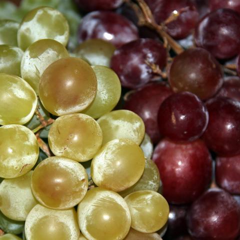 Costo de uvas