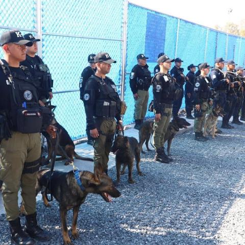 Agentes caninos 