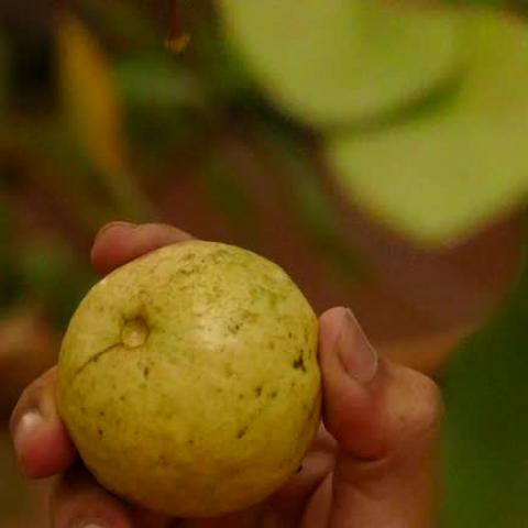 Aumenta costo de producción de guayaba en Calvillo hasta un 300%