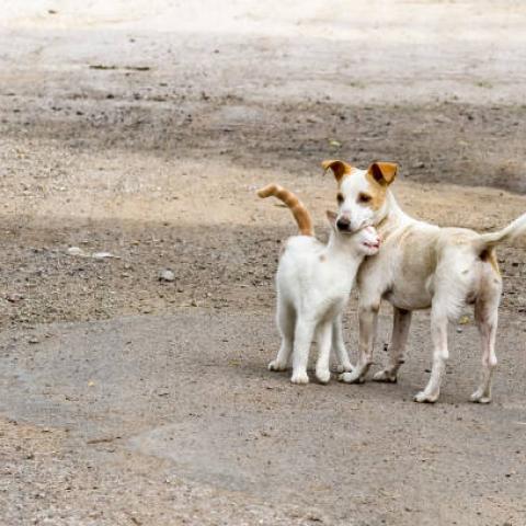 Ángeles con Patitas organiza colecta navideña para ayudar a perritos y gatitos callejeros